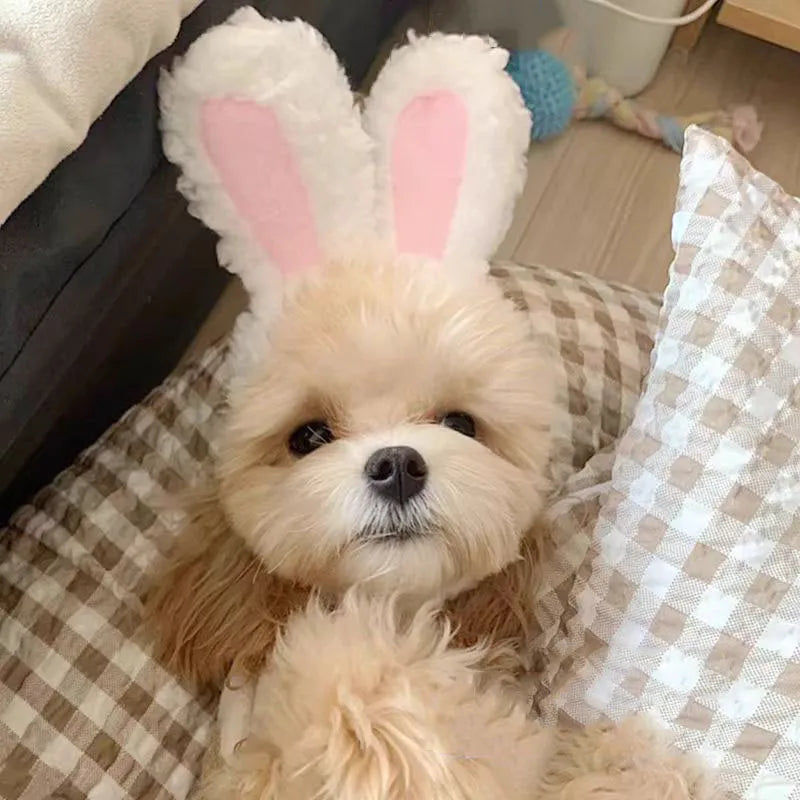 Cute Bear Rabbit Hooded Pet Cat Dog Accessories Cosplay Cat Hat Winter Lovely New Year Puppy Headgear Soft Velvet Pets Supplies