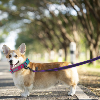 1.5M5M/3M/15M Medium small Long Dog Leash Latex Silk Easy and Convenient Training Big Dual color dog leash 10 meters