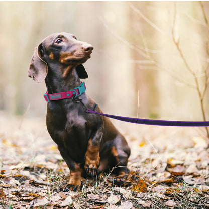1.5M5M/3M/15M Medium small Long Dog Leash Latex Silk Easy and Convenient Training Big Dual color dog leash 10 meters